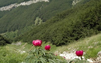 Flora nel Parco della Maiella