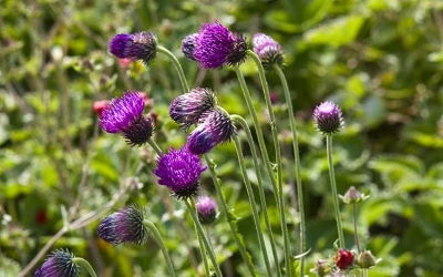 Flora nel Parco della Maiella